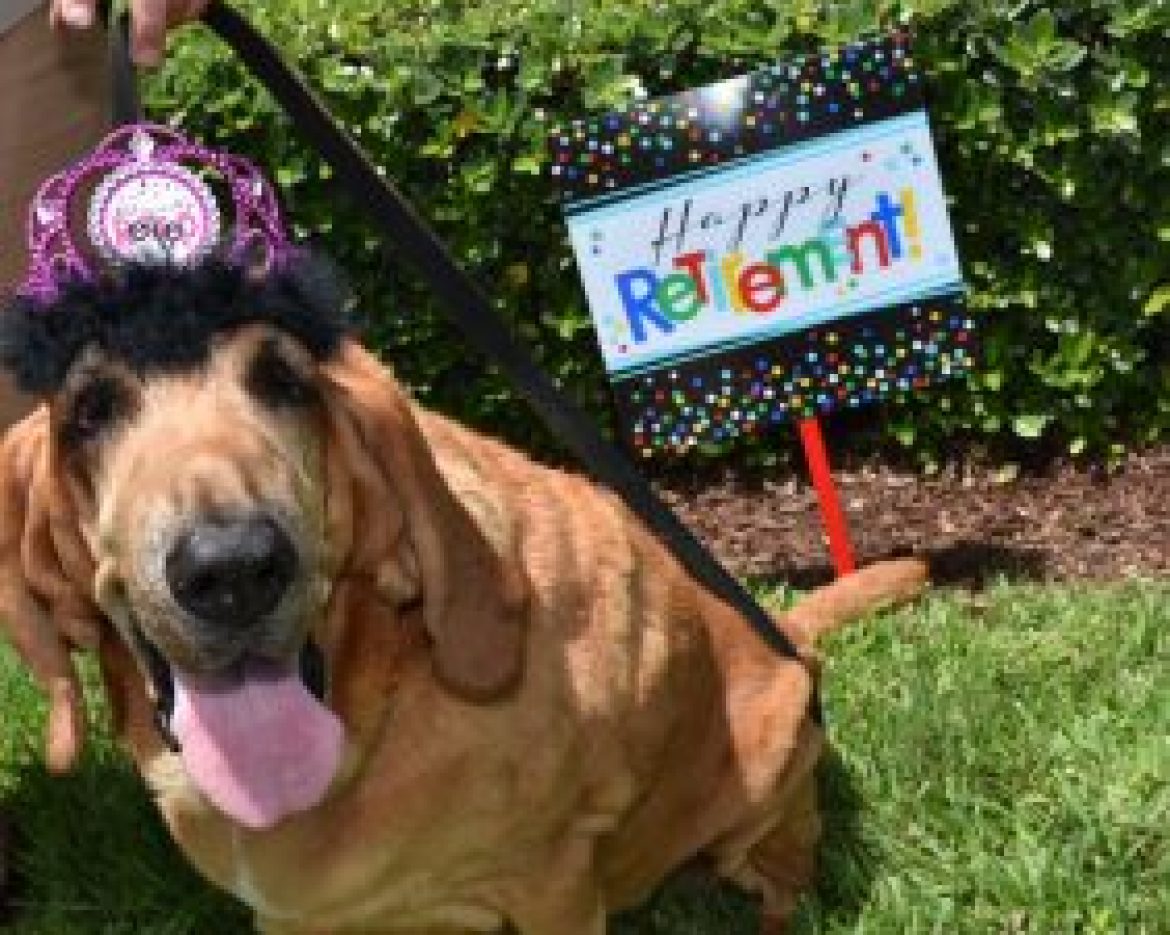k-9_suzie_retirement_party_crown-282×300